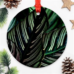 Calathea Leaves Strippe Line Ornament (round) by Ravend