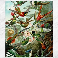 Humming Birds Trochilidae Canvas 20  X 24  by Pakjumat